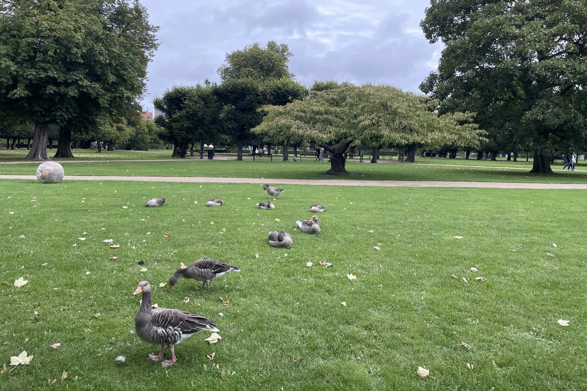 Geese hanging out in <ExternalLink href="https://en.wikipedia.org/wiki/Rosenborg_Castle_Gardens">The King's Garden</ExternalLink>, Copenhagen. I don't think they like me.