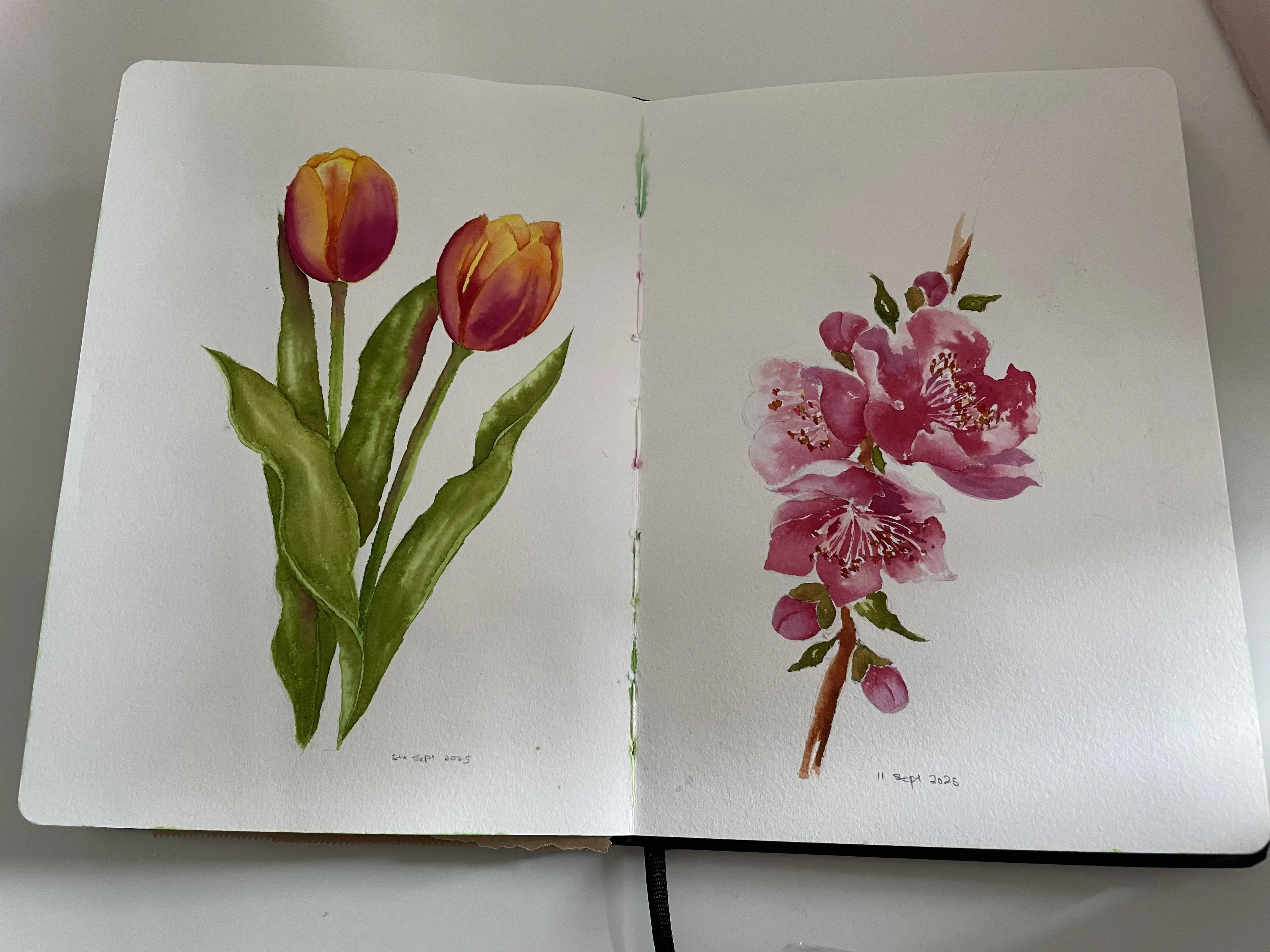 An open notebook with blank pages. The page on the left is a drawing of two flowers with orange petals and green leaves standing on separate stems. Signed with a date (5th Sept 2025). The page on the right is a drawing of many rose-petaled flowers standing on the same stem, with a few small green leaves. Signed with a date (11 Sept 2025).
